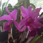 Doris Braithwaite - Facebook