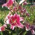 Doris Brandon - Facebook