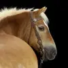 Doris Odebrecht - @dorisodebrecht - TikTok