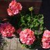 Doris Brewin - Facebook