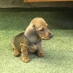 Doris Brocklehurst - @dorisdachshund_brocklehursts - Instagram