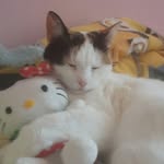 Doris Brown - @doris_the_cat_is_so_cute - Instagram