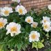 Doris Burdette - Facebook