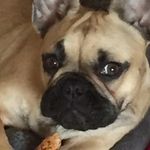 Doris Caldwell - @doristhefrenchie16 - Instagram