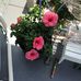 Doris Canfield - Facebook