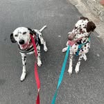 Doris & Cannon (service dog & one in training) - @dorisandcannon - Instagram