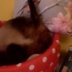 Capalb Dorina - @capalbdorina - Instagram