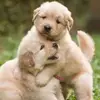 doris_carey - @doris_carey - TikTok