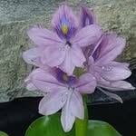 Doris Caron - @dottyohdotty70 - Instagram