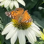 Doris T Cates - @doristcates - Instagram