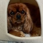 Doris - @doriscavalierruby - Instagram