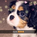 Doris The Cavalier - @doris_the_cavalier - Instagram