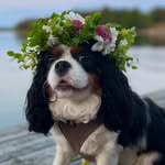 Doris the Cavalier - @doris_cavalier_ - Instagram