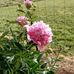 Doris Chase - Facebook