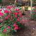 Doris Cheek - Facebook