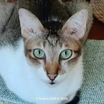 Doris Cheong - @cat_is_angel_with_whiskers - Instagram