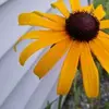 DorisZCodyQlyC - @doriszcodyqlyc - TikTok
