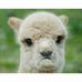 Doris Comer - Facebook