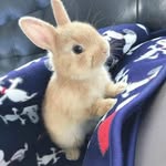 Doris Coulter - @rabbit_lover_world - Instagram