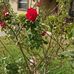 Doris Crowder - Facebook
