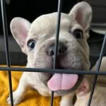 Doris Cuellar - @oc_frenchtoastfrenchies - Instagram