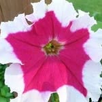 Doris Cunningham - @doris.cunningham.10 - Instagram