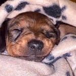doris daugherty 🐶🐻 - @dachshund.doris - Instagram