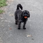 Doris Dickins 🐶 - @dorisdickins - Instagram