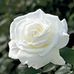 Doris Dixon - Facebook