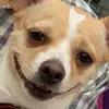 DorisDog - @dorisdogg - TikTok