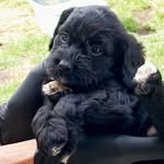 Doris Dog - @doris_doubledoodle - Instagram