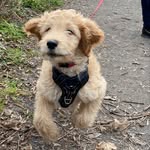Doris Double Doodle - @doris.doubledoodle - Instagram