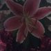 Doris Dowling - Facebook
