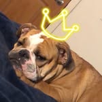 Doris Drake - @doristhebulldog515 - Instagram