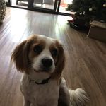 Doris Drake - @adogcalleddoris - Instagram