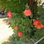 Doris Drees - @dreesdoris - Instagram
