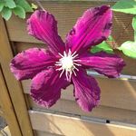 Doris drescher - @dorisdrescher5174 - Instagram