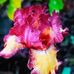 Doris Derden - Facebook