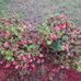 Doris Dunham - Facebook