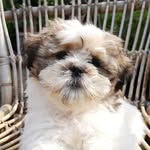 DORIS 🐾 - @doris.the.dutch.dog - Instagram