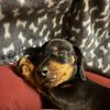 Doris Eder - @rambo.thedachshund - TikTok