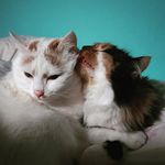 Doris Eisenstecken - @eisensteckendoris - Instagram