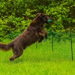 Doris Engel - @nalas.hunderunde - Instagram