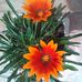Doris Enriquez - Facebook