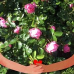 Doris Eriksson - Facebook