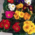 Doris Ernst - @ernst5107 - Instagram