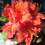 Doris Everett - @doriseverett - Instagram