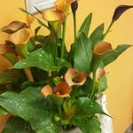 Doris Fariña - @doris_farina - Instagram
