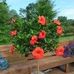 Doris G. Farley - Facebook