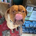 Doris , i live at luckytails alpaca farm!! ❤️ - @doris_the_alpaca_farmer - Instagram